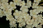 Mapleleaf viburnum